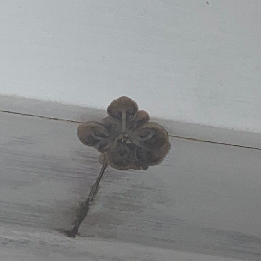 Why My Aircon Pipe Cover Grow Mushrooms?