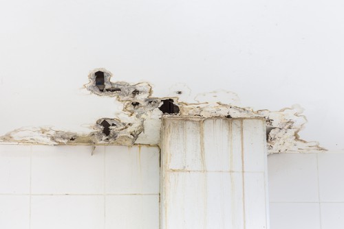 Identifying and Addressing Mold and Mildew Issues